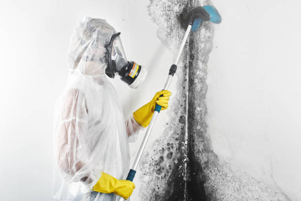 Best Mold Prevention Services  in Newburyport, MA